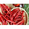 印度帶把S17干辣椒供應 S17 red Chilli